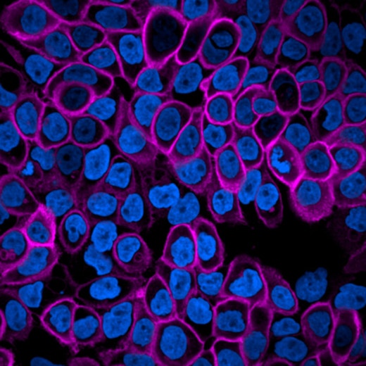 PhenoVue Fluor 400LS - Goat Anti-Mouse Antibody Highly Cross-Adsorbed