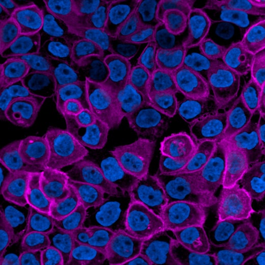 PhenoVue Fluor 400LS - Goat Anti-Rabbit Antibody Highly Cross-Adsorbed