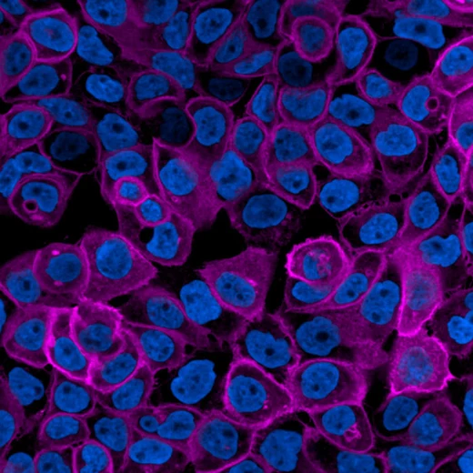 PhenoVue Fluor 400LS - Goat Anti-Rabbit Antibody Highly Cross-Adsorbed