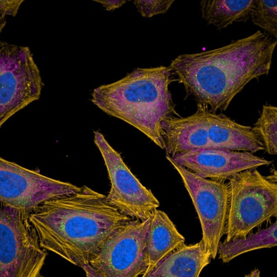 PhenoVue Fluor 400LS - Goat Anti-Rabbit Antibody Highly Cross-Adsorbed