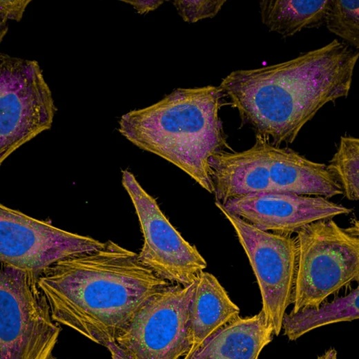 PhenoVue Fluor 400LS - Goat Anti-Rabbit Antibody Highly Cross-Adsorbed