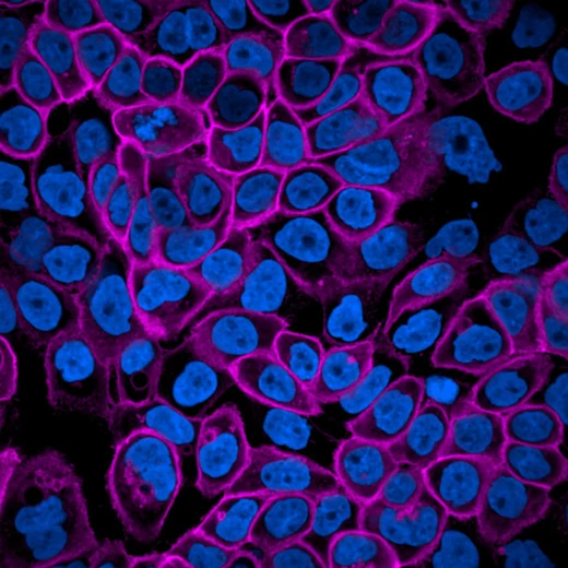 PhenoVue Fluor 400LS - Goat Anti-Rat Antibody Highly Cross-Adsorbed