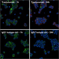 BT-474 cells showing Trastuzumab uptake detected with the PhenoVue Fluor 647 pH-sensitive Fab anti-human IgG.