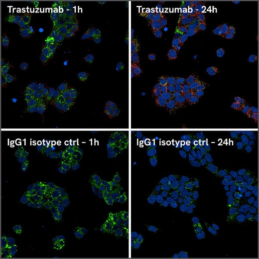 BT-474 cells showing Trastuzumab internalization compared to an IgG1 isotype control at 1 hour and 24 hours.