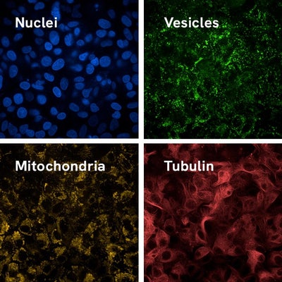 HepG2 cells stained with the PhenoVue live cell painting kit.