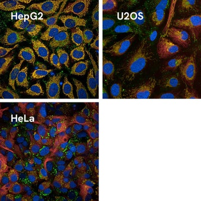 HepG2 cells stained with the PhenoVue live cell painting kit.