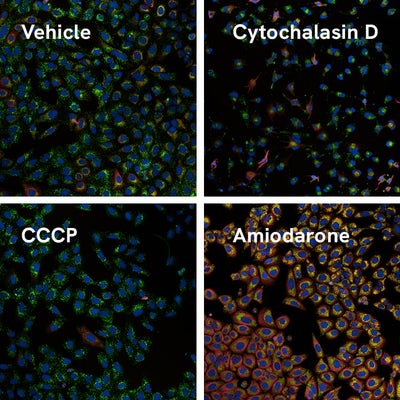 Compound-treated HepG2 cells stained with the PhenoVue live cell painting kit.