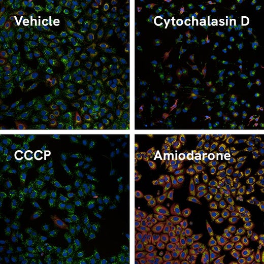 Compound-treated HepG2 cells stained with the PhenoVue live cell painting kit.