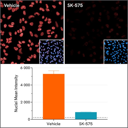 Quantification of PARP1 expression in HeLa cells treated with vehicle control or SK-575 PROTAC).