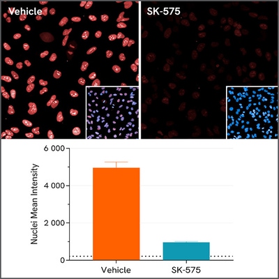 Quantification of PARP1 expression in HeLa cells treated with vehicle control or SK-575 PROTAC.