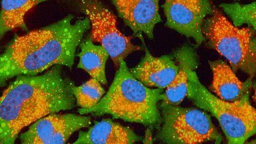 PhenoVue ready-to-use kits 