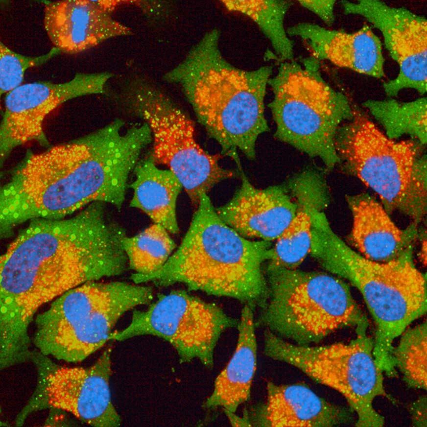 PhenoVue ready-to-use kits 