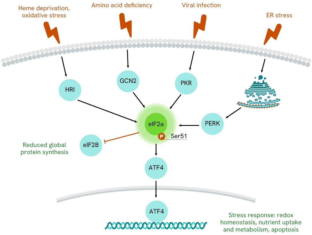 img-phospho-alpha-cellular-kit-12.jpg