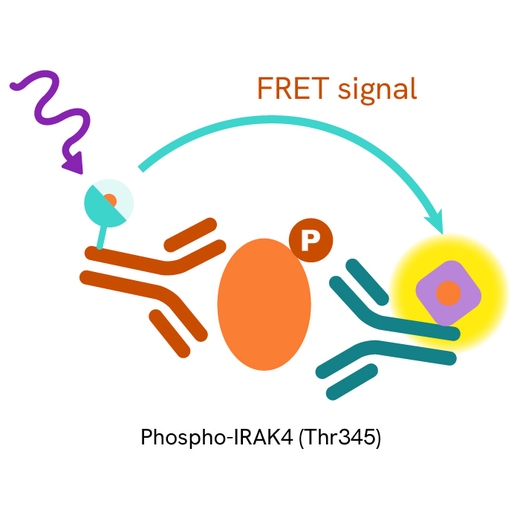 IRAK4 Phospho-Thr345 Product image