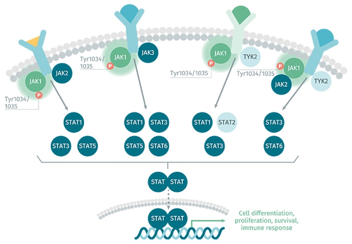 phospho pathway jak1 total