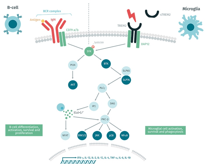 phospho pathway syk phospho y525 526 kit