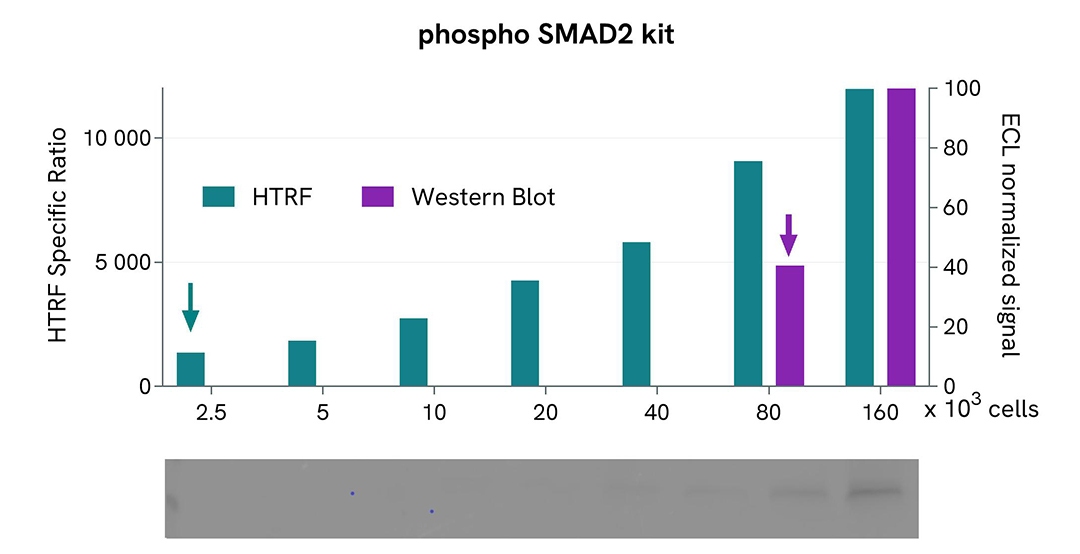 Phospho-SMAD2 cellular assay on mouse C2C12 cells