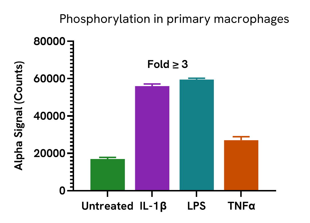 Activation of Phospho NFκB p65 in PBMCs and primary macrophages