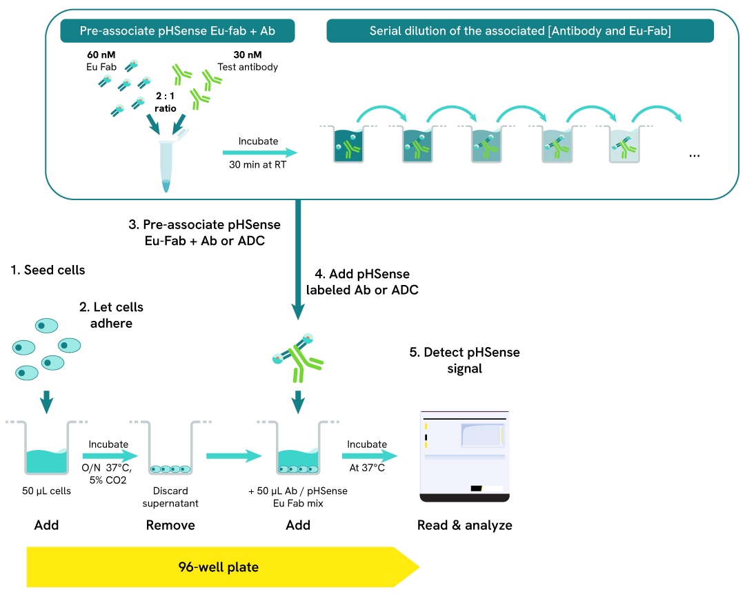 pHSense ASK antibody ADC internalization workflow