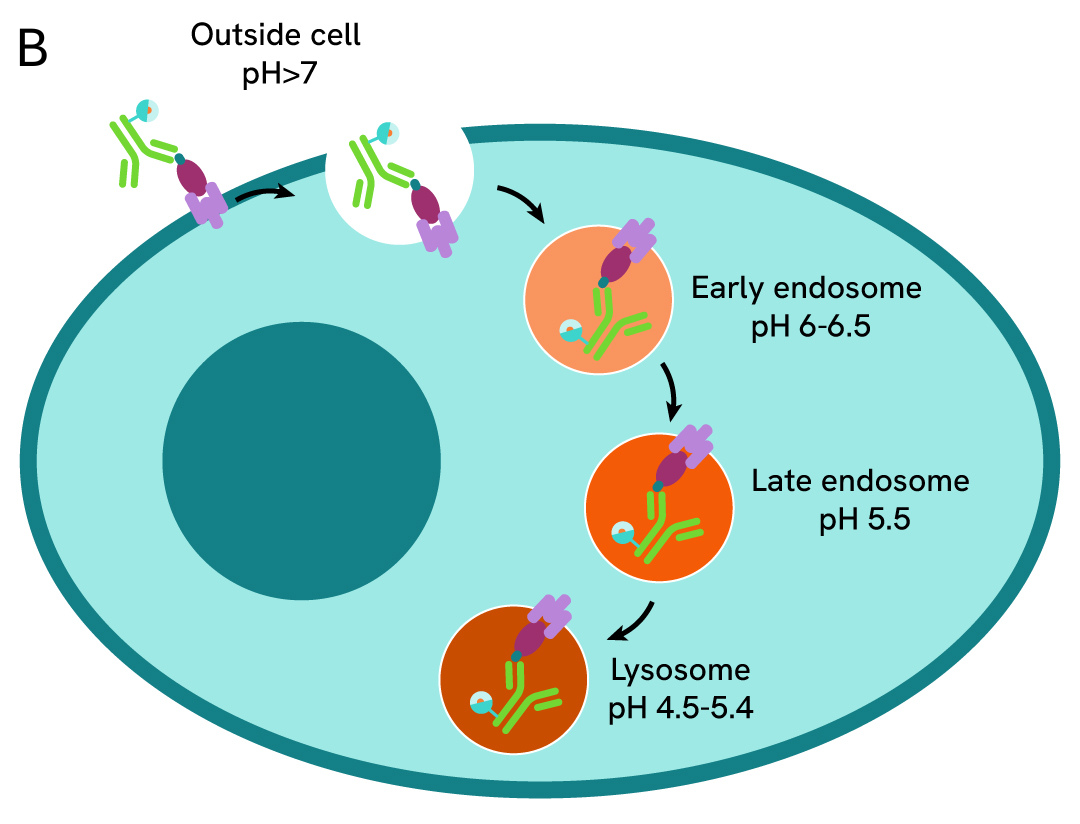 pHSense ASK tagged ligands assay principle
