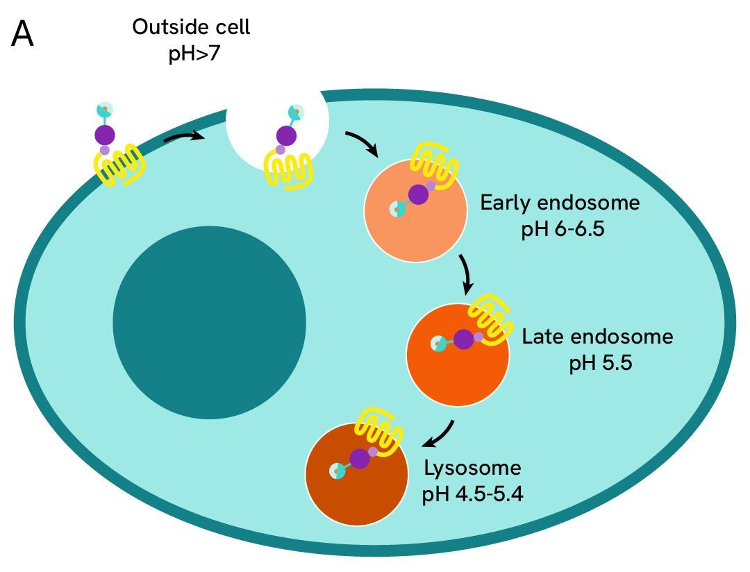 pHSense ASK tagged receptor assay principle