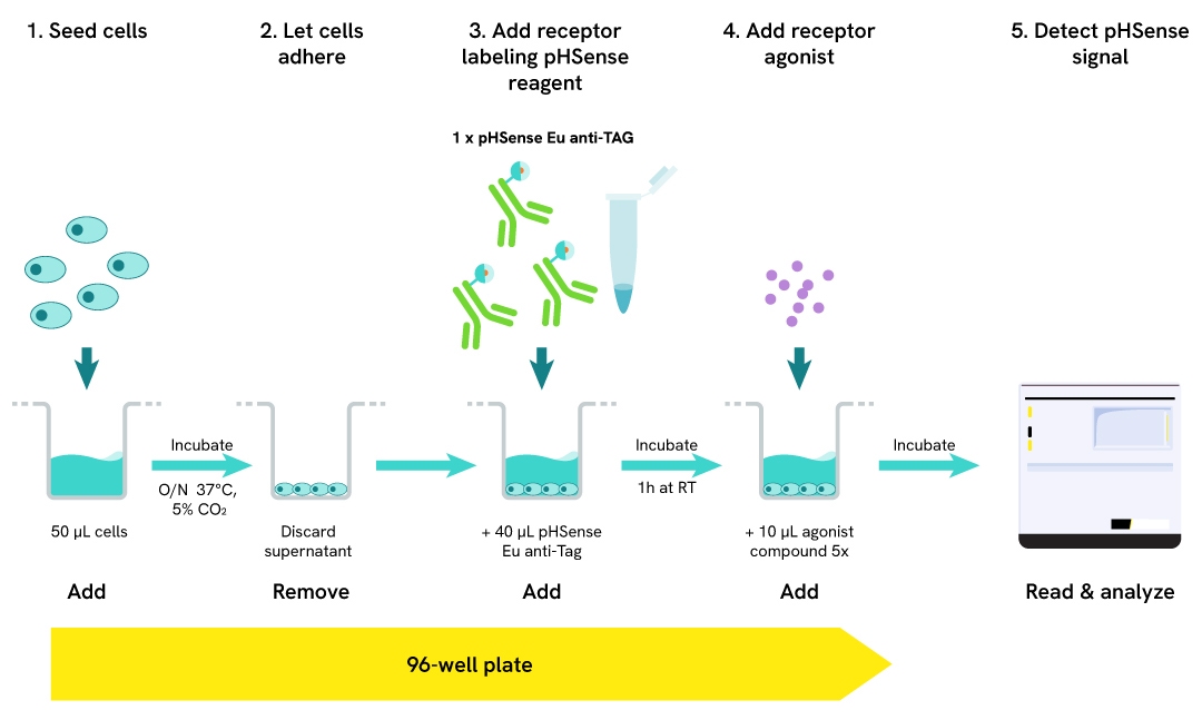 pHSense ASK tagged receptor internalization workflow