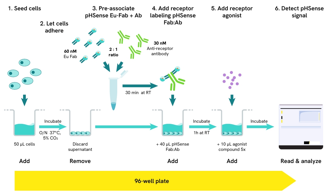 pHSense ASK untagged receptor internalization workflow