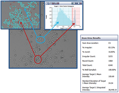 Population analysis based on cell roundness