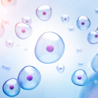 Cell imaging for pre-clinical analysis showing magenta-stained nuclei