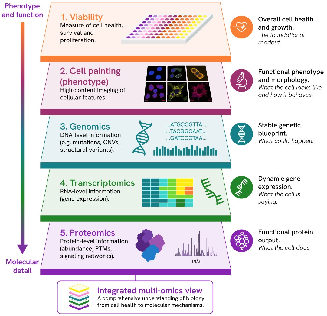 Revvity's multiomics capabilities cover cell viability, phenomics, genomics, transcriptomics, and proteomics to generate impactful datasets for deeper biological insight.