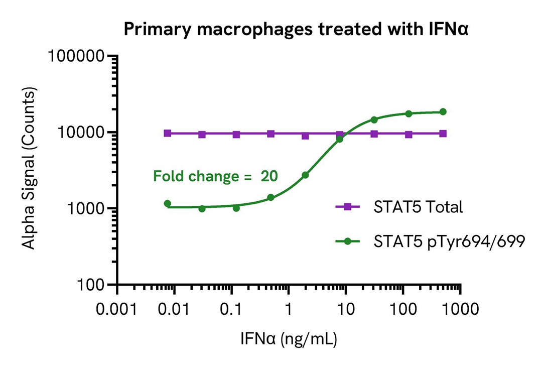 Primary macrophages treated with IFNα