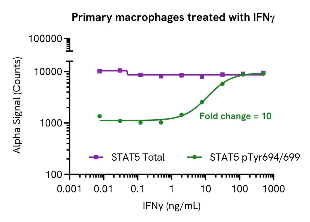 Primary macrophages treated with IFNγ