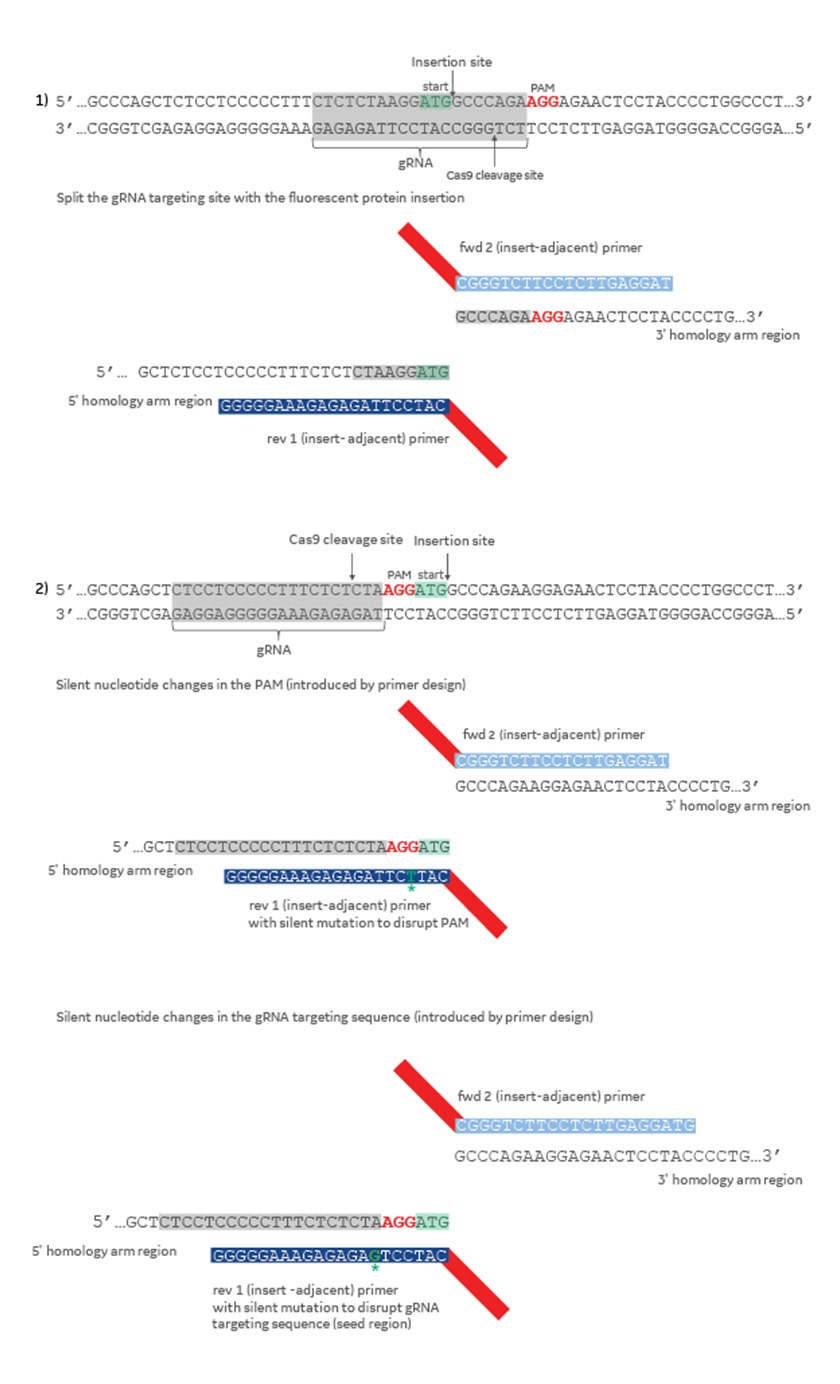 img-primer-design-to-amplify-homology-arms-1.jpg