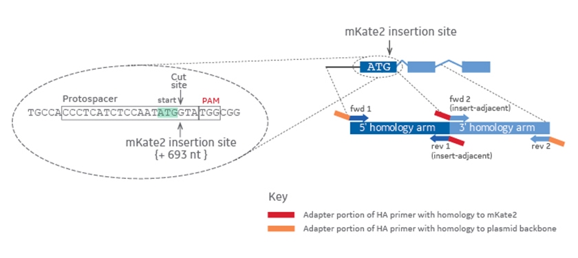 Primer design to amplify homology arms