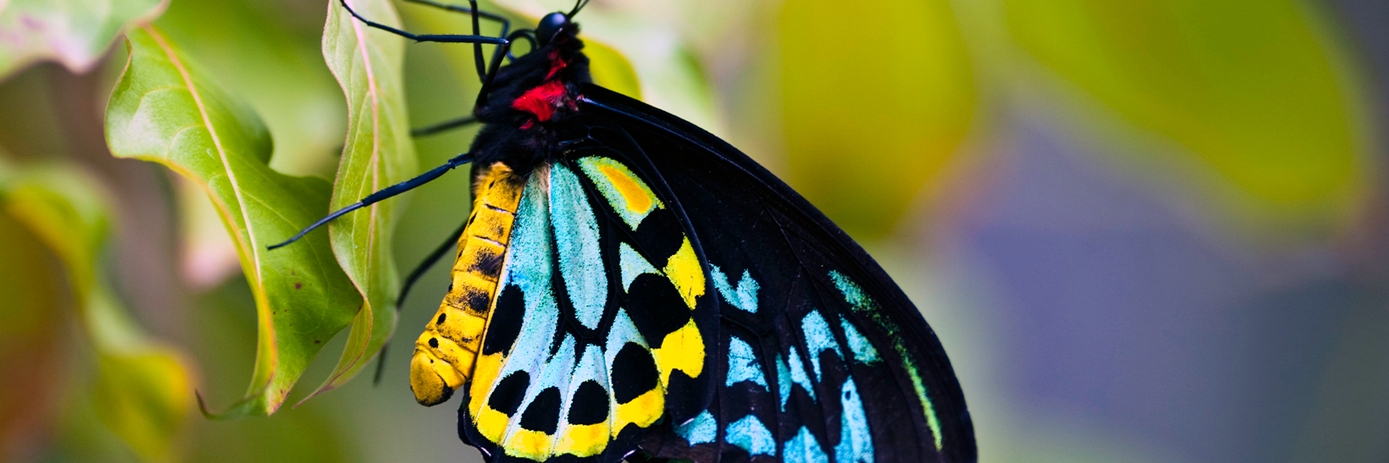 EV Small RNAs: Host-Microbe Signals You Can Sequence