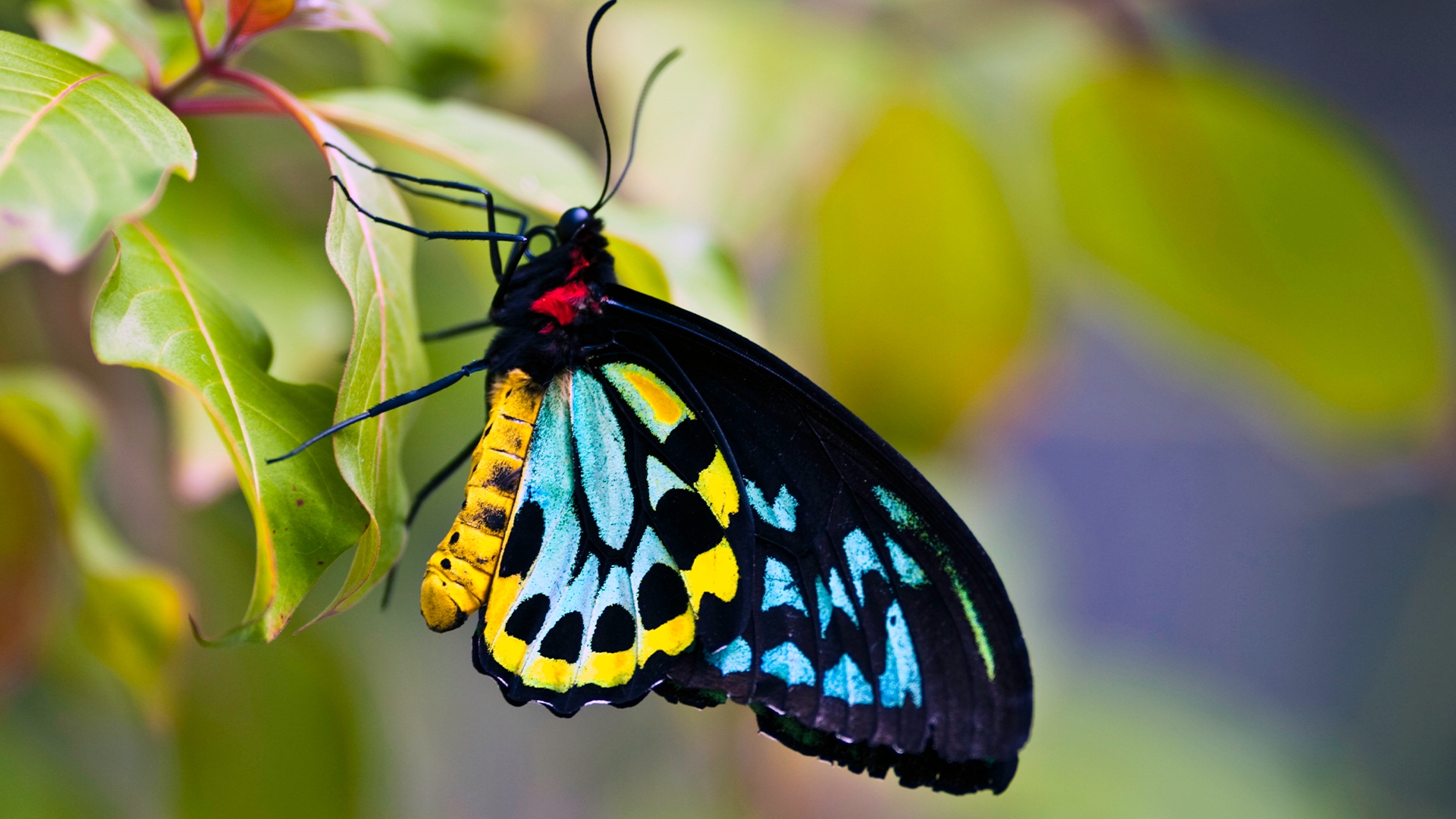 EV Small RNAs: Host-Microbe Signals You Can Sequence