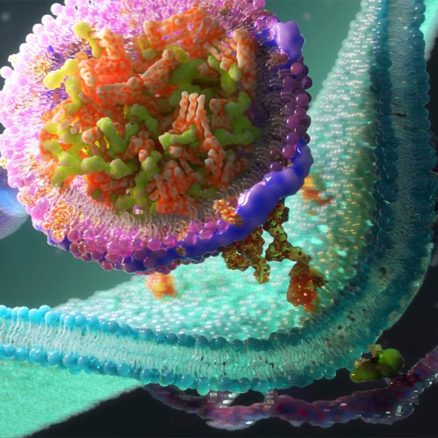 protein ldl receptors