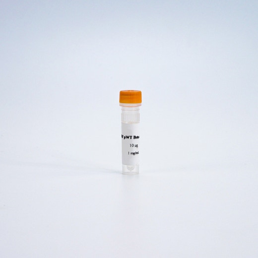 HTRF pWT β-arrestin 2