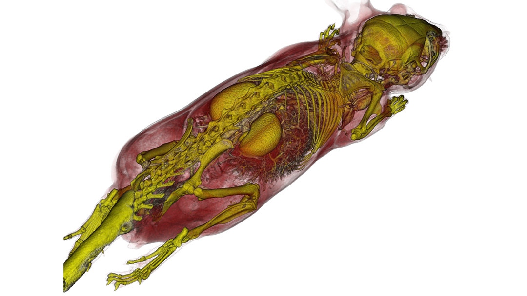 Contrast enhanced microCT imaging