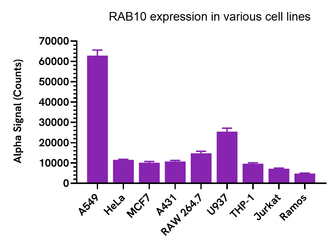 RAB10 expression in various cell lines
