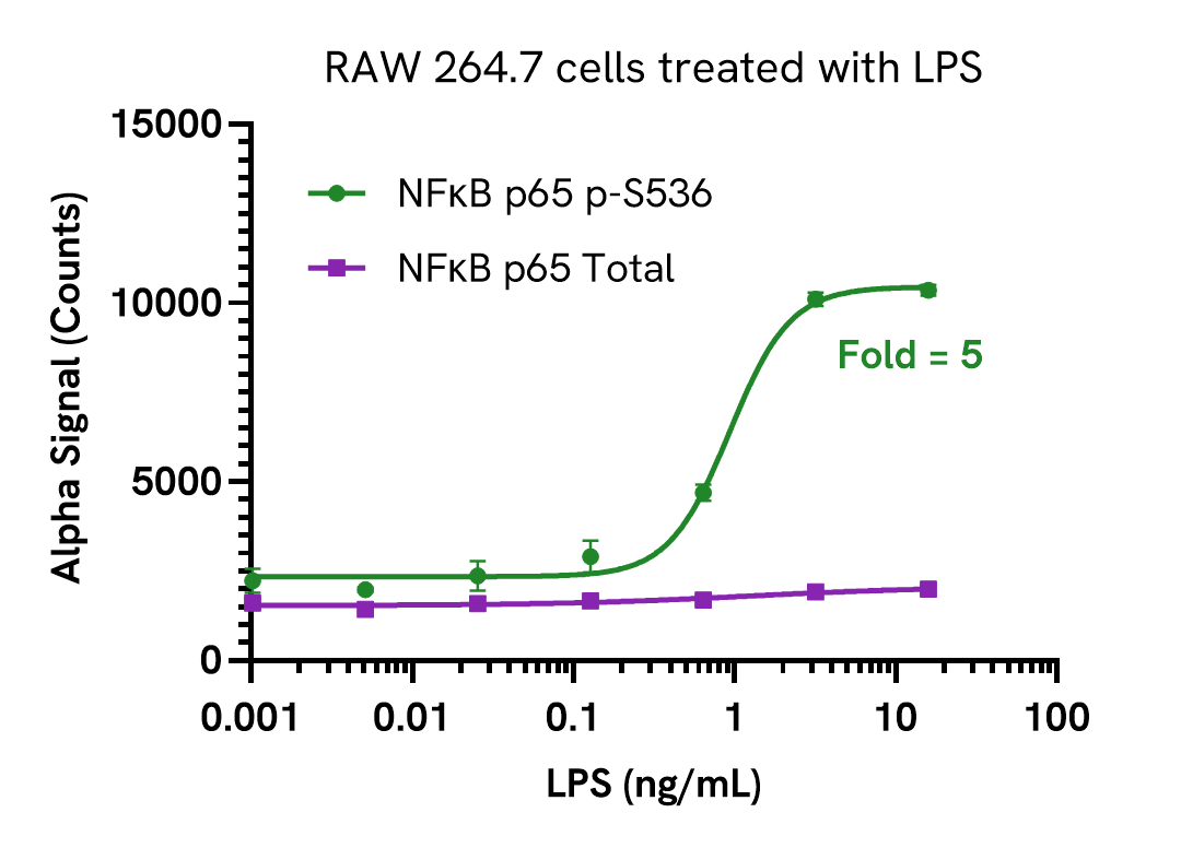Activation of Phospho (Ser536) in mouse macrophages