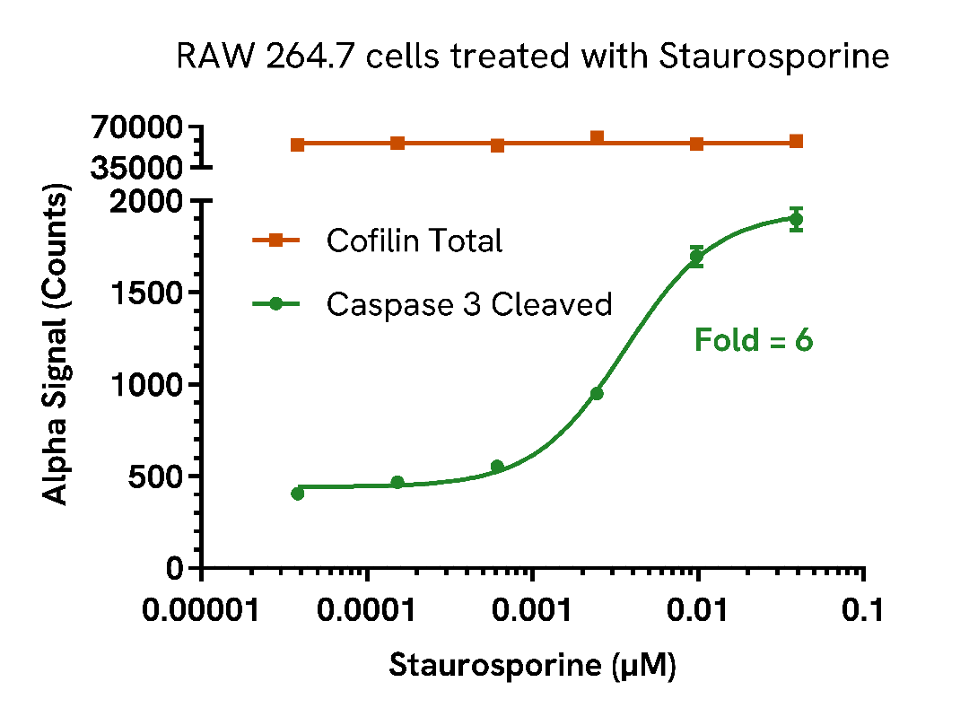 Caspase 3 cleavage in cells treated with Staurosporine