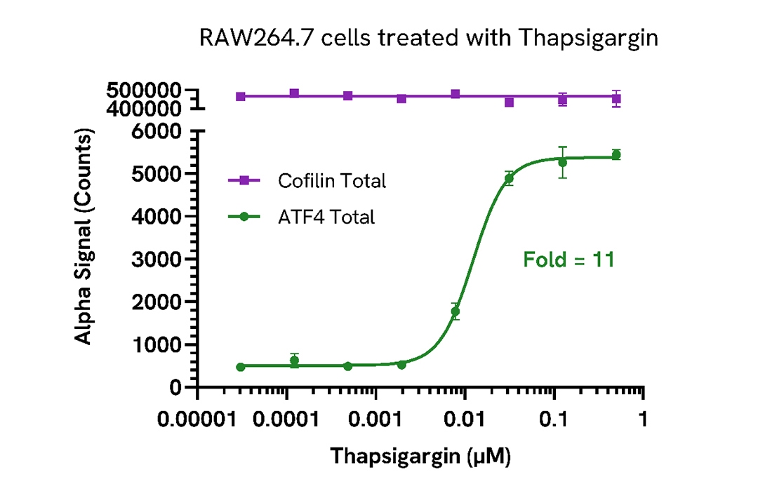 Upregulation of ATF4 in Thapsigargin treated cells
