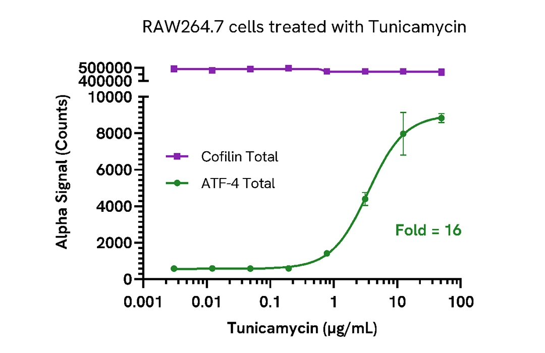 Induction of ATF4 in Tunicamycin treated cells