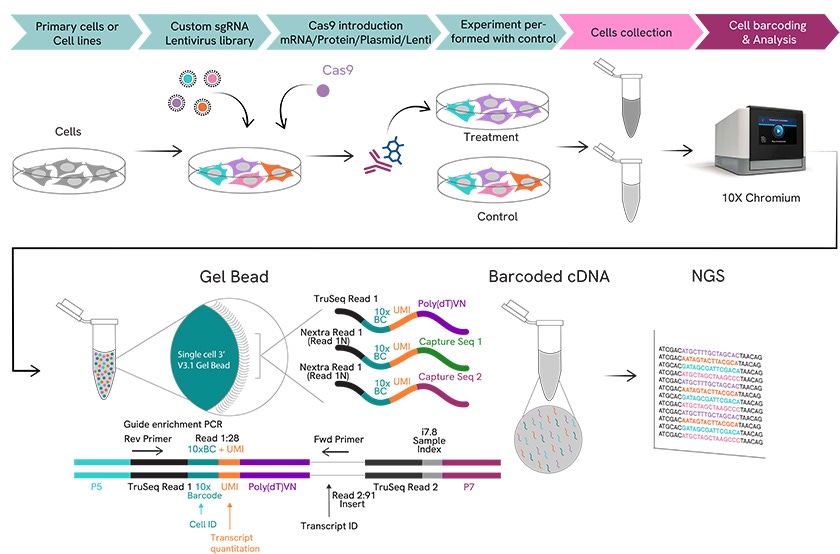 Revvity’s preclinical services CRISPRsc screening workflow.