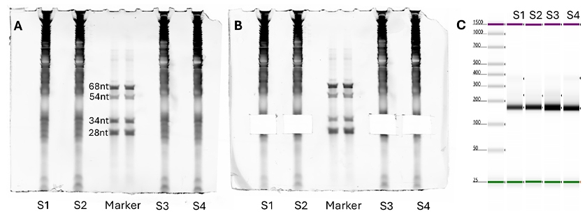 Ribosomal blog fig-1