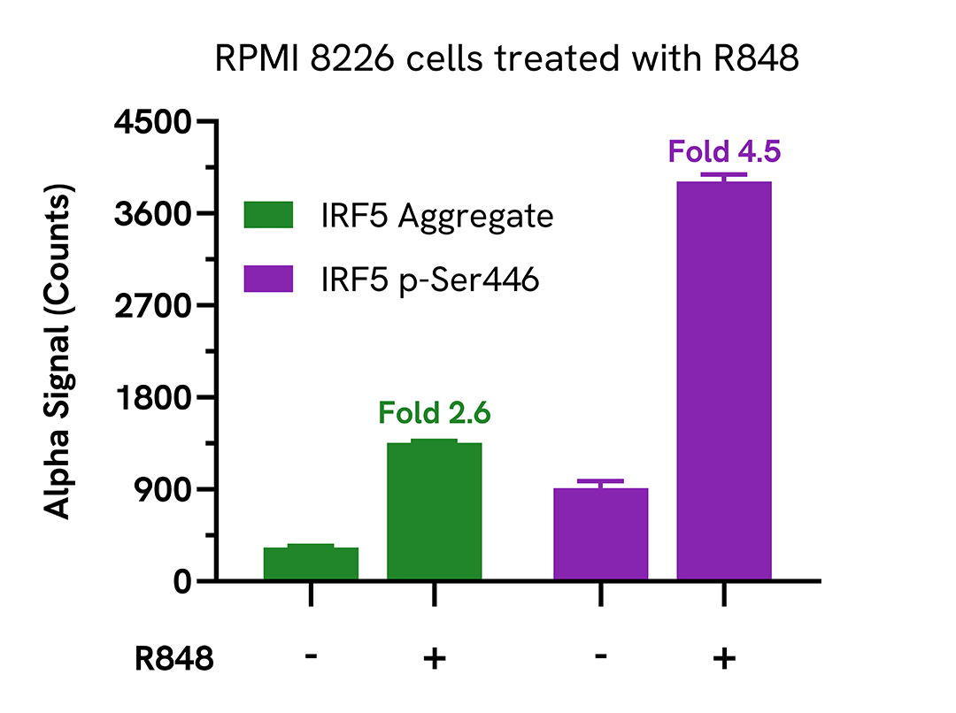 R848 treatment induces IRF5 Aggregation