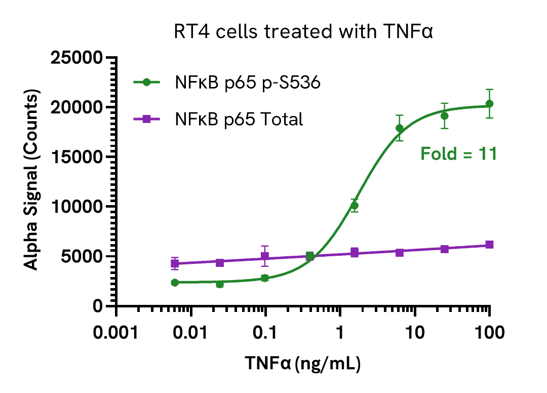 Activation of Phospho (Ser536) in TNFα treated cells