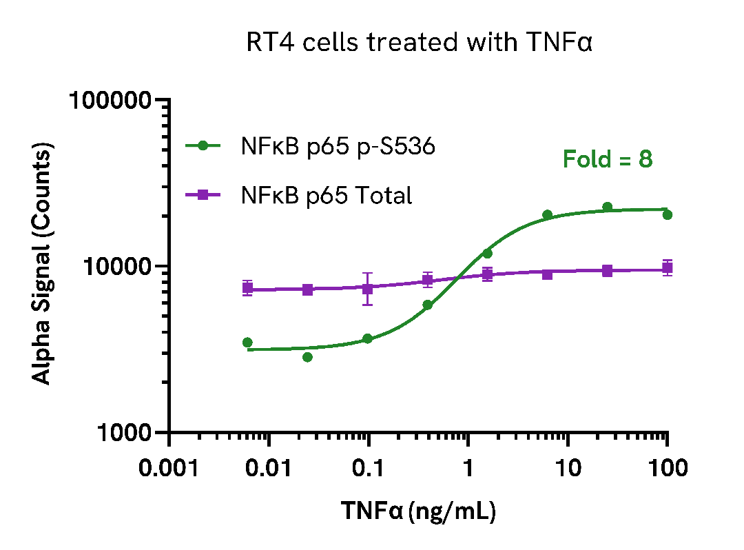 Validation of Total NFκB p65 in TNFα treated cells
