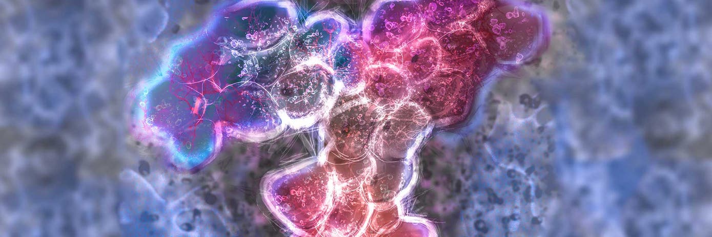 screening monoclonal antibody hybridomas